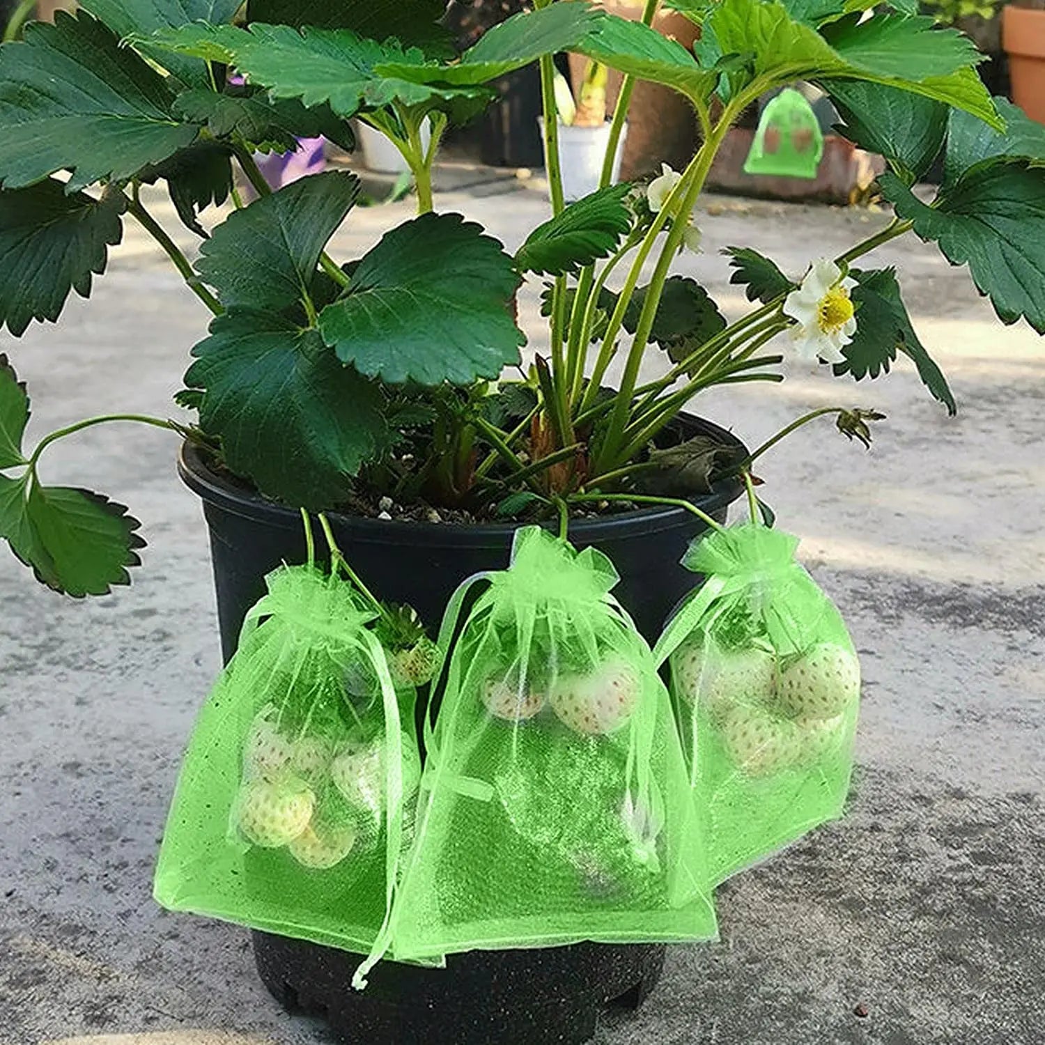 100/50/20Pcs Fruit Protection Bags with Drawstring Fruit Protection Mesh Bag Protective Pouches for Strawberry Organza Gift Bags